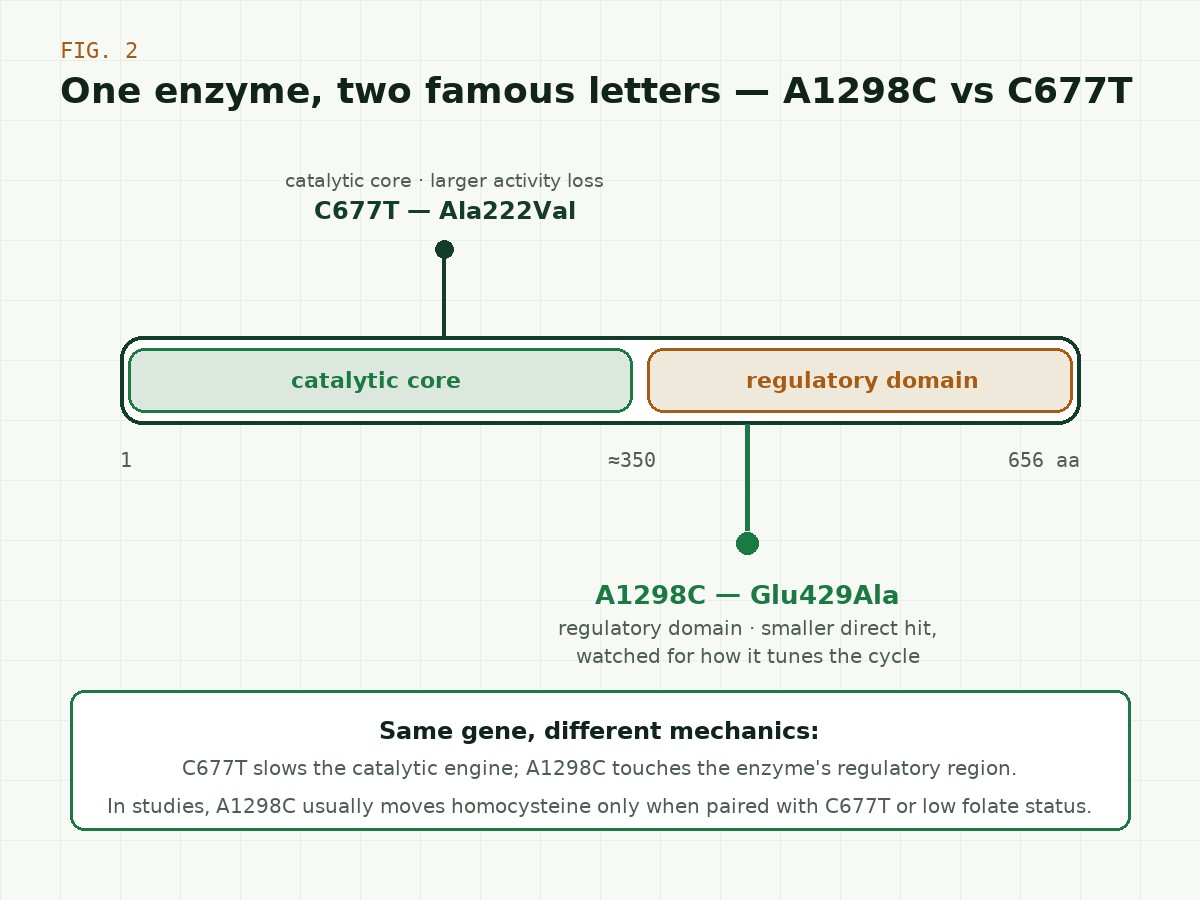 Domain map of the MTHFR enzyme: the N-terminal catalytic domain carrying C677T (Ala222Val, exon 4) and the C-terminal SAM-binding regulatory domain carrying A1298C (Glu429Ala, exon 7)