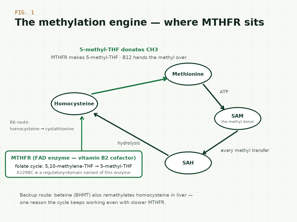 The folate and methylation cycles coupled at homocysteine: dietary folate and folic acid feed the folate pool; MTHFR (FAD-dependent) produces 5-methylTHF; methionine synthase (B12-dependent) remethylates homocysteine to methionine; methionine feeds SAM, whose demethylation yields SAH and regenerates homocysteine; transsulfuration (CBS, B6) drains homocysteine toward cysteine and glutathione